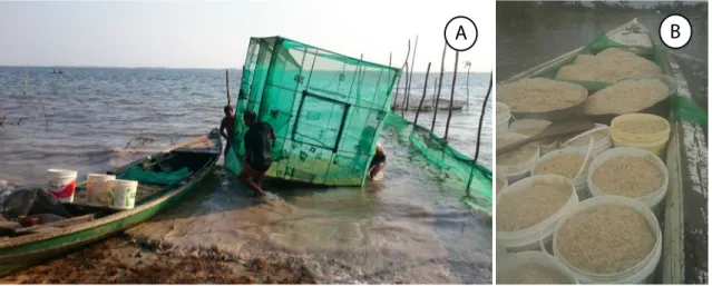 Figura 3. A) Imagem da pequena embarcação de madeira e dos ajudantes na despesca dos camarões; B)  Acondicionamento dos camarões após despesca e transporte para os locais de desembarque na cidade de 