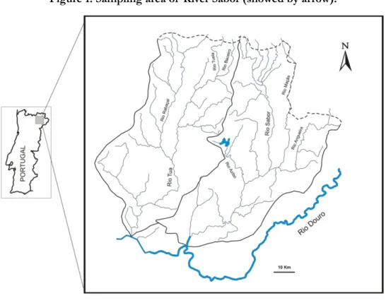 Figure 1. Sampling area of  River Sabor (showed by arrow).