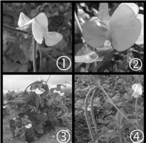 Figura 1 - Aspectos florais de Vigna unguiculata, 1= inflorescência ,  2=arquitetura floral, 3= habito herbáceo, 4= fruto.