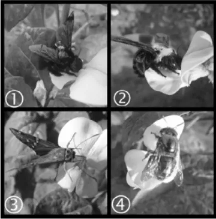 Figura 3 - visitantes florais de Vigna unguiculata do Experimento A, 1= Eulaema nigrita,  2= Xylocopa grisescens, 3= Urbanus proteus L., 4= Centris sp