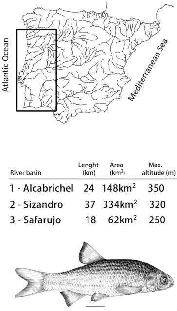 Figure 1 - River basins inhabited by the Achondrostoma occidentale are presented:  