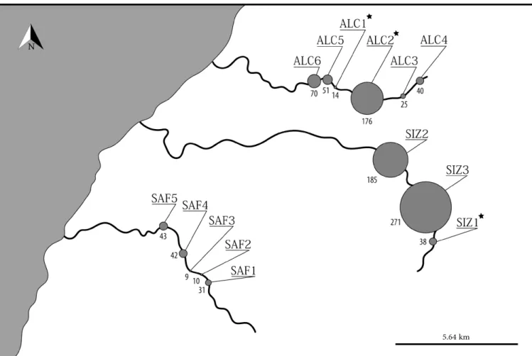 Figure 2 - Relative abundance of A. occidentale in persistent pools in the middle and upper courses of the Alcabrichel (ALC1 to ALC6),   Sizandro (SIZ1 to SIZ3) and Sarafujo (SAF1 to SAF5)