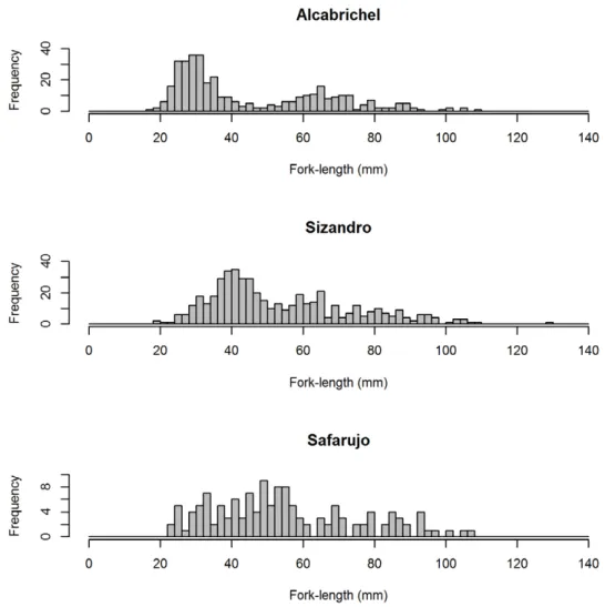 Figure 3 - Length frequency distributions of A. occidentale in persistent pools in the Alcabrichel, Sizandro and Safarujo rivers inhabited