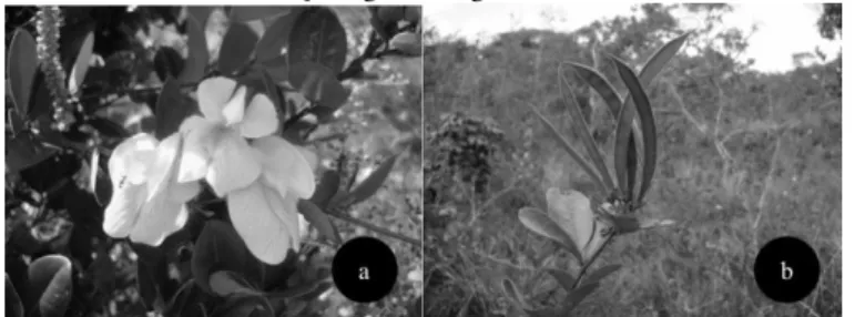 Figura 1. a) Flores e; b) frutos de Periandra mediterranea (Vell.) Taub. 