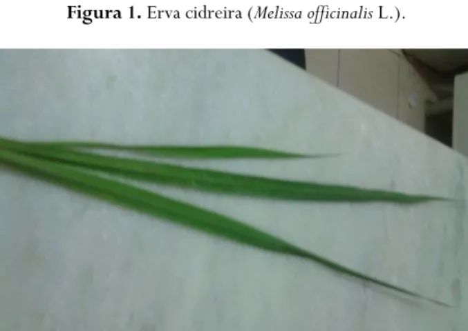 Figura 2. Capim cidreira (Cymbopogon citratus (DC) Stapf.). 