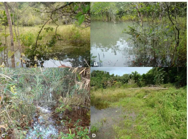 Figura  3:  Diferentes  sítios  de  reprodução  utilizados  pelos  anuros  na  RERA.  A)  Lagoa  semi- semi-permanente  em  clareira  no  interior  da  floresta  primária  (localidade  Morro  Verde);  B)  Lagoa  temporária “aberta” no interior da floresta 