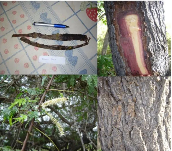 Figure 5: The use of Mimosa tenuiflora Wild. Poir for medicinal purposes in the city of  Itaporanga, Paraíba State, Northeastern Brazil