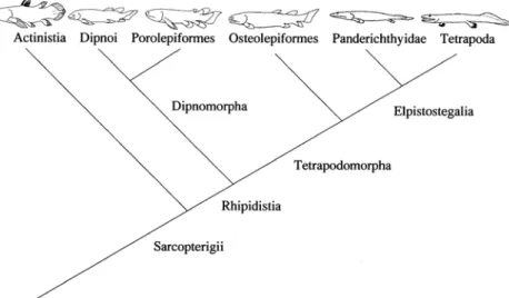 Figure  1.  Cladogram  of  the  Sarcopterygians,  based  on  Cloutier  &amp;  Ahlberg  (1996) (Panderichthyidae  =  Elpistostegidae;  Eusthenopteron  not  included)