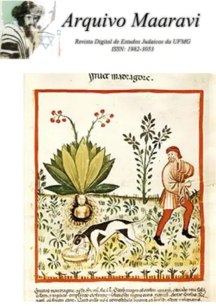 Figure  2:  uprooting  Mandrake  by  a  dog  From:  Tacuinum  Sanitatis,  Lombardy, 14th century (Biblioteca Casanatense, Rome)