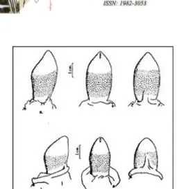 Figure 5: Similarity of male and female genitalia in the spotted hyena. Top row, views of  the male penis