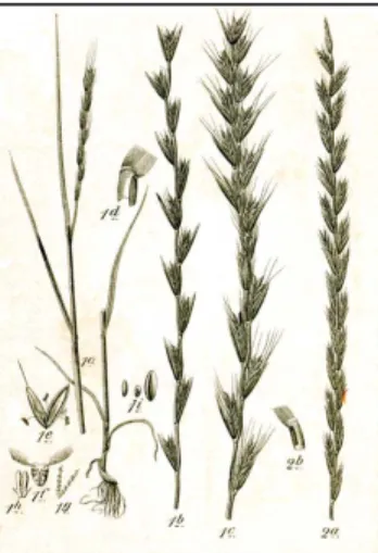 Figure 1: Lolium temulentum: stem and seeds. 