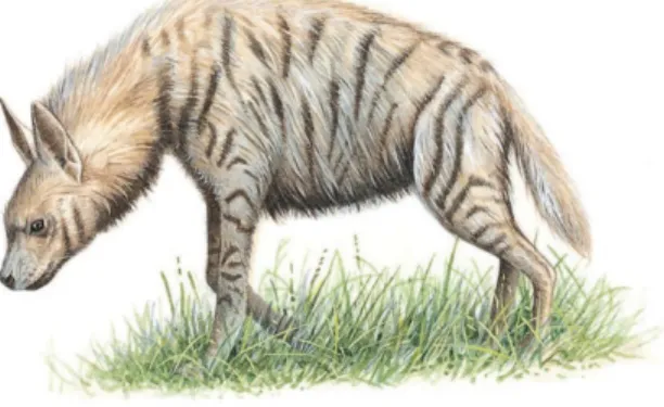 Figure 2: Striped hyena. 