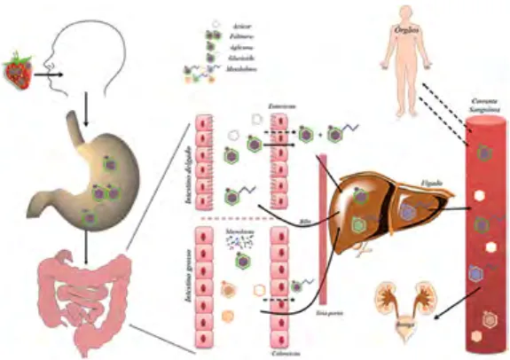 Figura 5 – Diagrama geral de absorção, bio- bio-transformação e excreção dos (poli) fenóis no organismo humano