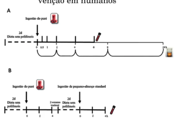 Figura 6 – Representação do estudo de inter- inter-venção em humanos 