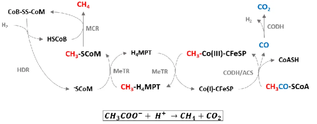 Figure 5. Acetoclastic methanogenesis: coupling methanogenesis to the Wood-Ljungdahl pathway (reverse  acetogenesis)