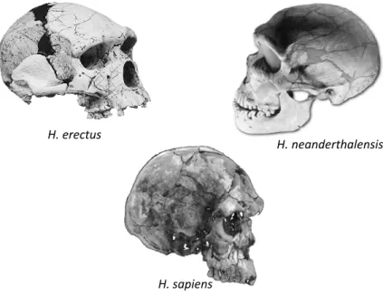 FIGURA 8 – A origem do homem anatomicamente moderno (Homo sapiens) remonta a 190 Kaa no vale do rio Omo  da Etiópia (nordeste da África)