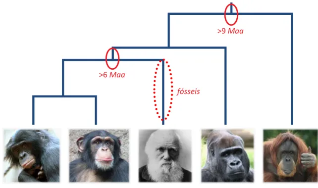 FIGURA 2 – História de diversificação evolutiva (filogenética) dos hominídeos, ressaltando-se os tempos de sepa- sepa-ração entre algumas linhagens (elipses fechadas) e a ocorrência de fósseis relacionados com a linhagem humana  (elipse pontilhada)
