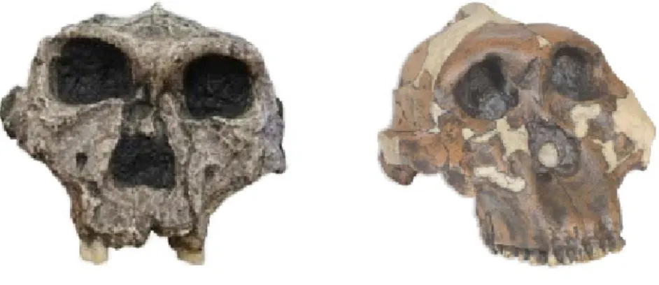FIGURA 4 – Réplicas dos crânios de duas espécies fósseis de hominídeos do gênero Paranthropus: à esquerda P
