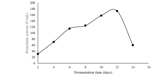 Figure 3. Influence of fermentation time on the protease production by Lentinus villosus