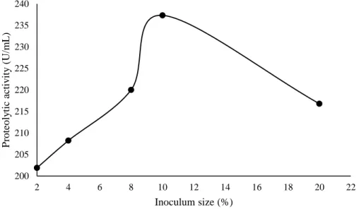 Figure 4: Influence of inoculum size on the protease production by Lentinus villosus 