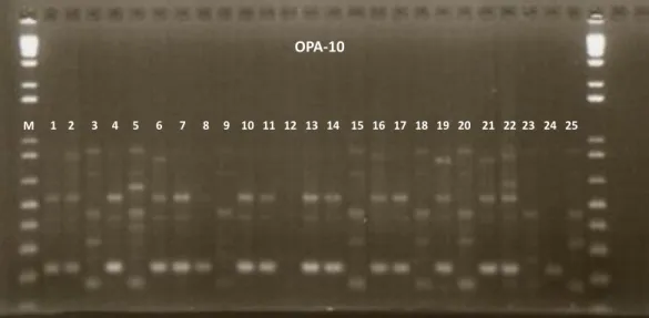 Figure 2. Randomly amplified polymorphic DNA fingerprints of 25 Chrysobalanus icaco L