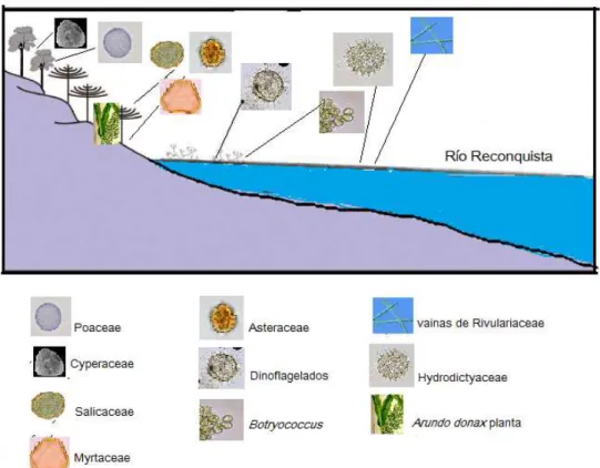 Fig. 4. Modelo ambiental mostrando la asociación  palinológica recuperada. 