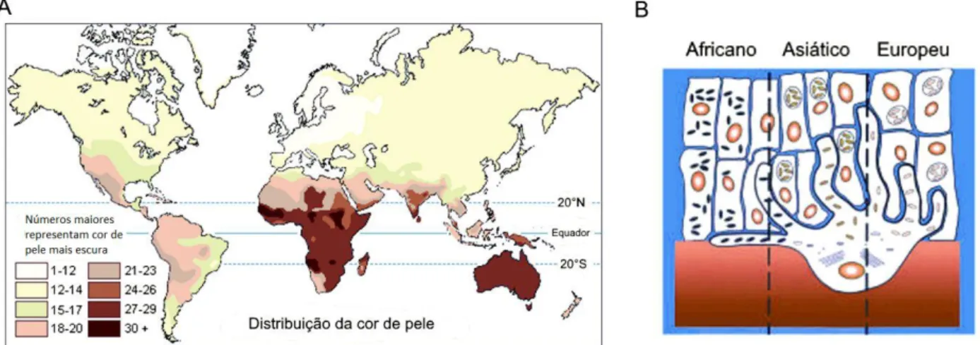 Figura 3. Pigmentação da pele em diferentes regiões do mundo. A) Distribuição geográfica da cor da pele