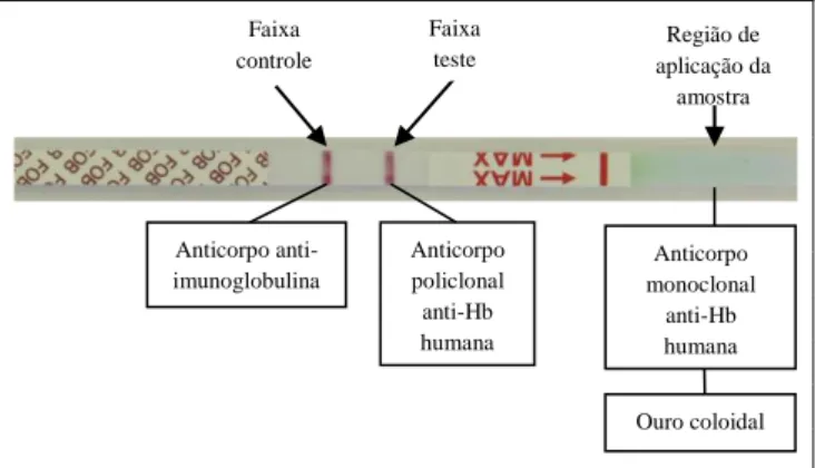 Figura 1. Esquema do teste imunocromatográfico de sangue humano. 