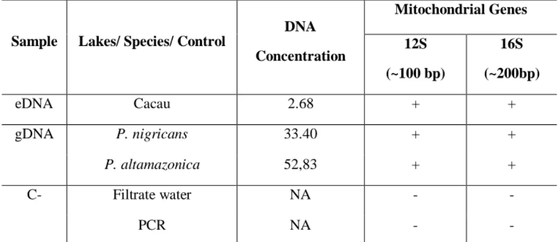 Table 2 – Environmental DNA concentration (ng/µL) in water samples collected from the floodplain lake Cacau  and the 12S and 16S mitochondrial gene PCR validation of eDNA samples using universal primers