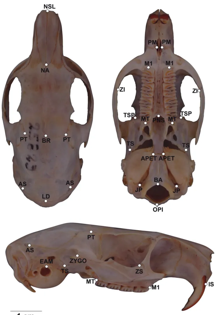 Figure 1: Representation of the three views from K. amblyonyx skull (dorsal, ventral and lateral) and their respective geometric landmarks.