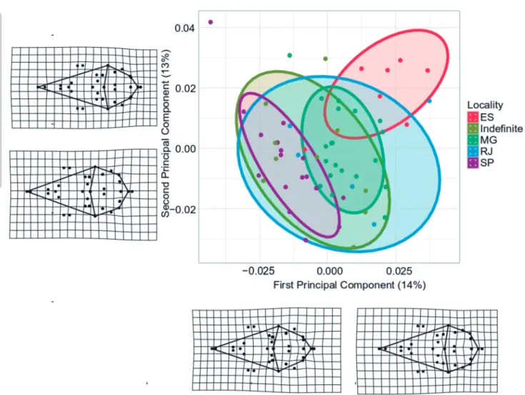 Figure 5: Scores of each specimen in the first and second principal component space based on the shape coordinates, showing differentiation among  localities