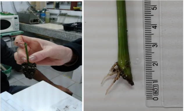 FIGURA  4 –  Avaliação  em  laboratório  do  tamanho  das  estacas  de Ruellia angustiflora após 45 dias
