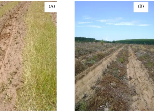 FIGURA  1:  Linha  de  plantio  com  o  solo  preparado,  sem  a  presença  de  plantas infestantes; (A): Área de implantação