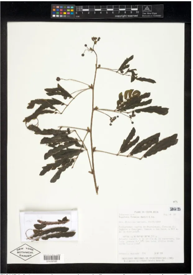 FIGURA 6. Imagem de uma exsicata de Zapoteca formosa subsp. formosa. Fonte: