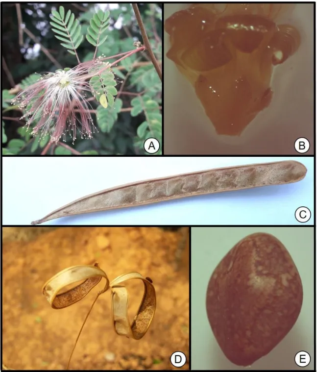 FIGURA 3. Zapoteca scutellifera: A, inflorescência; B, cálice e corola; C, fruto fechado; D, fruto aberto; E, semente com pleurograma