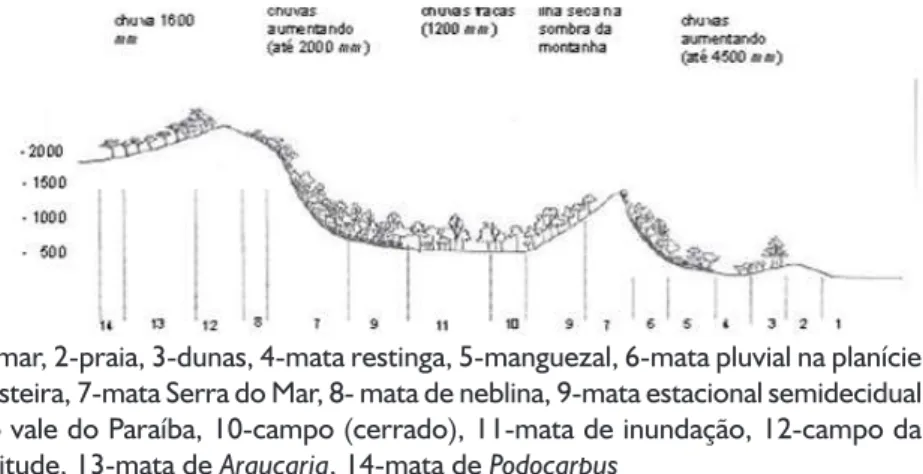 Figura 2 - Tipos de Vegetação no Bioma Mata Atlântica.