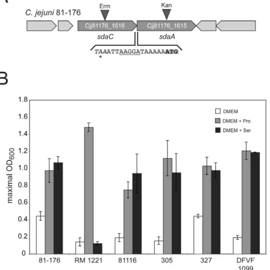 Figure 1. Serine utilization locus in C. jejuni. (A) The serine utilization locus of C