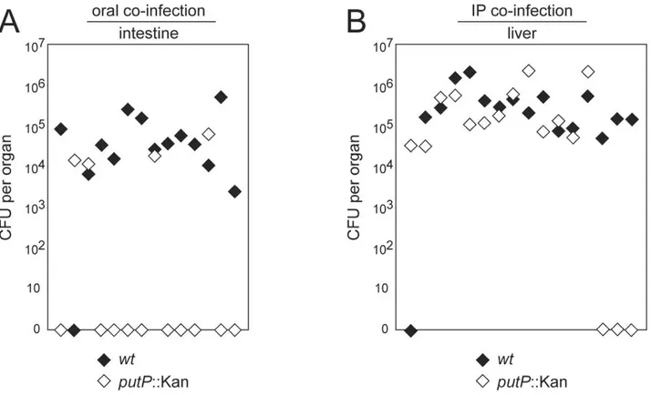 Figure 6. Tissue-specific impact of proline catabolism on C. jejuni 81-176 mouse colonization