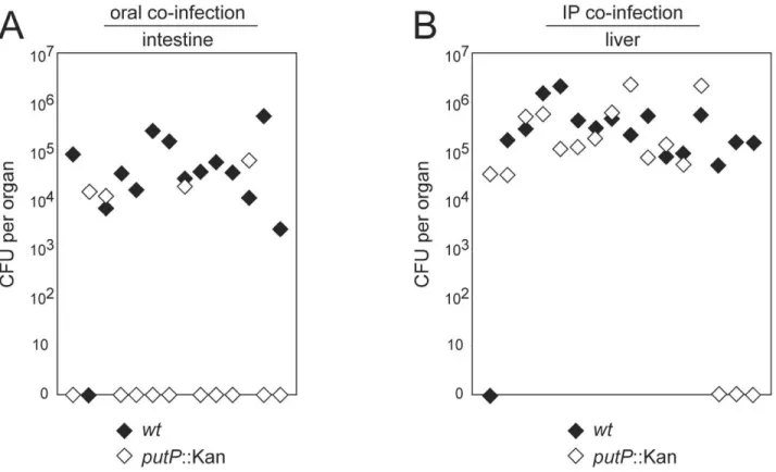 Figure 6. Tissue-specific impact of proline catabolism on C. jejuni 81-176 mouse colonization