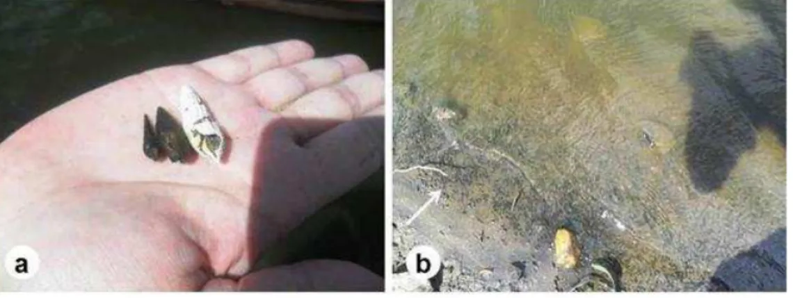 FIGURA  4.  Moluscos  invasores  da  classe  Gastropoda:  a)  Melanoides  tuberculata  (esquerda)  e  Aylacostoma  sp