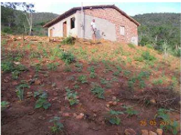 FIGURA 5. Casa de agricultor familiar enfocando a exploração agrícola em sistema  de cultivo de sequeiro