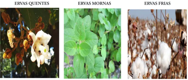 Figura 4: Categorias de Ervas na Umbanda