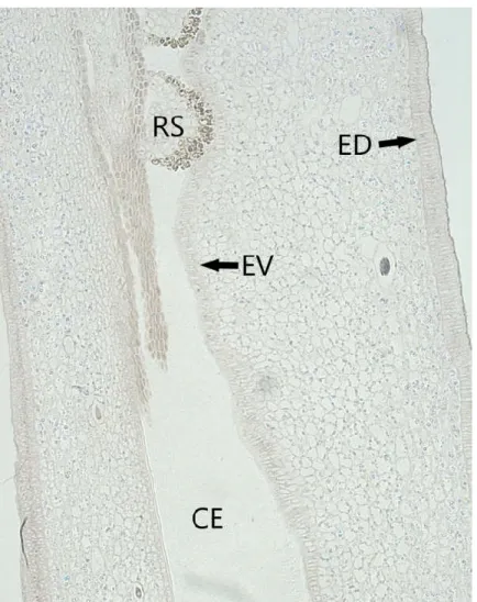 Figura 3- Substâncias lipofílicas contidas nas células do mesofilo carpelar de Dyckia ibicuiensis