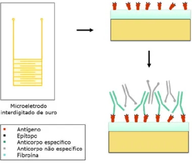 Figura  1:  Representação  esquemática  do  imunossensor  impedimétrico  e  sua  interação  antígeno- antígeno-anticorpo