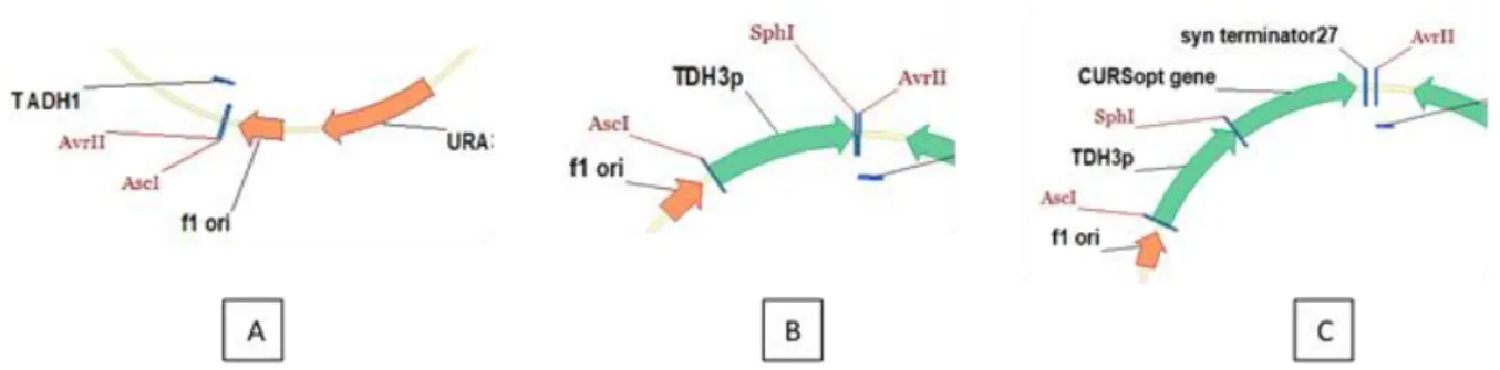 Figure 3: Strategy used to insert the third gene in pSP-GM1_DCS_At4CL_CURS1: A: pSP-GM1_DCS_At4CL with AscI and  AvrII sites highlighted; B: TDH3 promoter and SphI restriction site insertion forming pSP-GM1_DCS_At4CL_TDH3; C: CURS1  gene and synthetic term