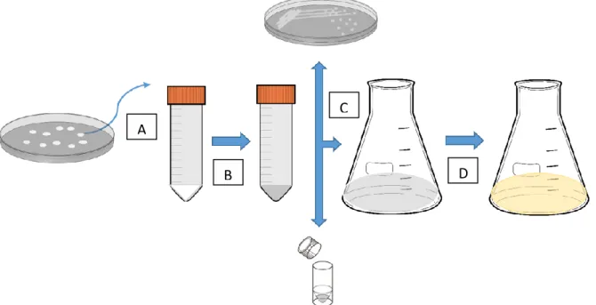 Figure 4: General scheme of the fermentation process: A: A single colony was picked from a YNB- URA transformation plate  to prepare a 5 mL pre-culture in YNB selective media; B: Pre-inoculum growth at 30  o C until an OD  600 nm  >1 was reached; C: 