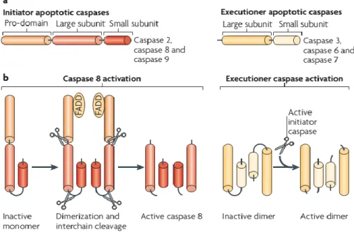 Figure  1 - Caspase (Cys Asp acid proteases) classification and activation. a) caspases are divided into two  classes – initiators and executioners; b) caspase activation  (Tait &amp; Green, 2010)