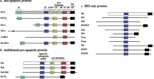 Figure 3 - Mammalian Bcl-2 family members, with highlighted BH domains, and important secondary structures