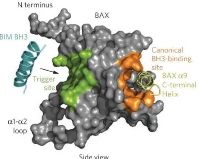 Figure  4  -  Modelling  of  Bax  protein  with  highlighted  central  domains  for  its  activity,  along  with  the  Bim  protein