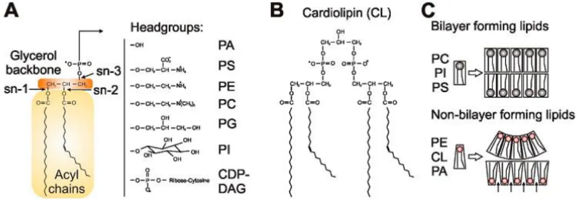 Figure 8 - Phospholipids in mitochondrial membranes. (A) The central structural element of phospholipids is  a  glycerol  backbone  with  different  hydrophilic  head  groups  (B)  CL  structure  (C)  Bilayer  and  non-bilayer  phospholipids have different